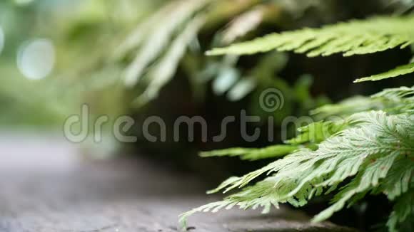 4K绿色蕨类植物的叶子随风摇摆绿色的树背景和木地板绿色自然背景视频的预览图