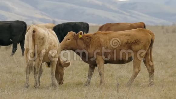 奶牛在牧场的草地上放牧视频的预览图