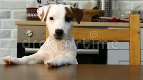 小白狗在桌子旁视频的预览图