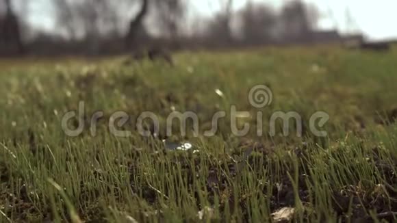 首先是绿草草坪在花园里冬后的第一草概念新生活4K视频的预览图