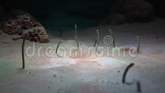 在水族馆里从沙质山坡上爬出来的海尔花园视频的预览图
