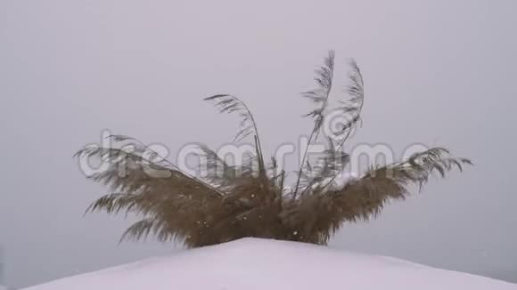 冬天在海滩上雨伞上的雪视频的预览图