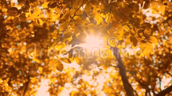秋天树上的叶子有五颜六色的模糊背景落在公园里视频的预览图