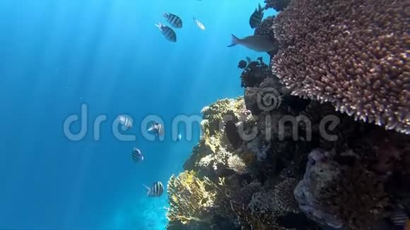 珊瑚礁附近有很多鱼水下视野深动作慢视频的预览图