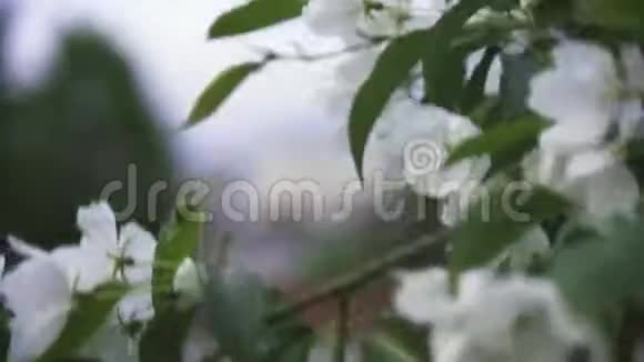 春天的城市里一棵开满鲜花的苹果树在风中摇曳库存录像春天开花的树视频的预览图