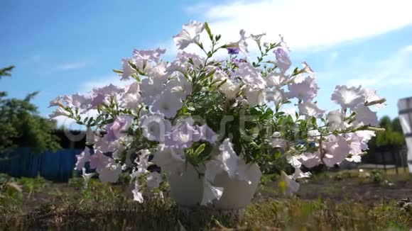有花的舒适庭院紫色矮牵牛在夏天的花园里绽放特写镜头鲜花生意美丽的花朵视频的预览图
