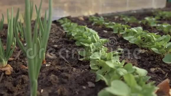 在花园里的温室里生长着年轻的有机萝卜和洋葱4K视频的预览图