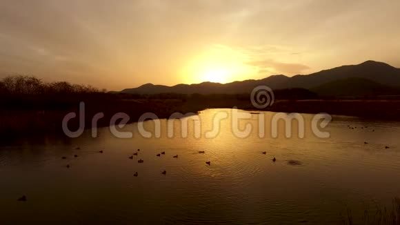太阳落山时在河上嬉戏的鸟儿韩国庆尚南道阳山视频的预览图
