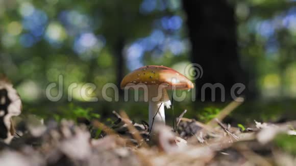 在森林中生长的孤独的阿曼尼塔蘑菇的特写视频的预览图