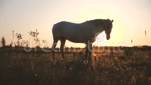 秋天白马和太阳在它的头下照耀着一片田野在斯洛文尼亚视频的预览图