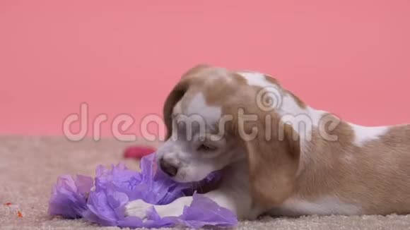 孤独可爱小狗玩纸花小狗等主人宠物酒店视频的预览图