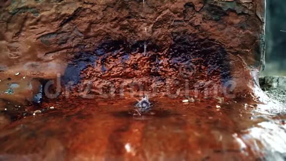 天然水一滴毒蛇自然视频的预览图