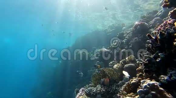 阳光穿透水面用鱼照亮珊瑚礁视频的预览图