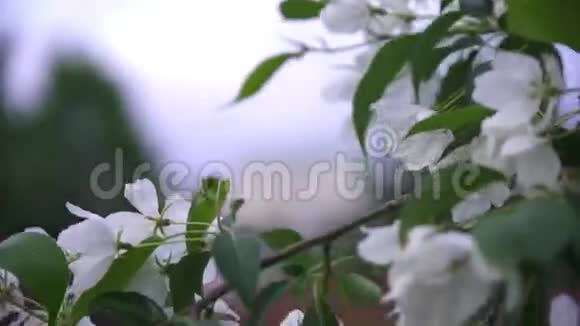 旧楼背景上的白色小苹果花库存录像白花苹果树的枝视频的预览图