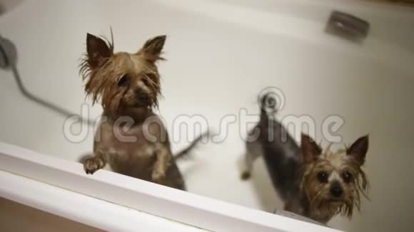 浴室里湿漉漉的小狗视频的预览图
