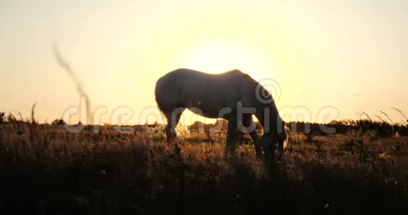 在日落时白马慢慢地在刮风的天气里吃生锈的草视频的预览图