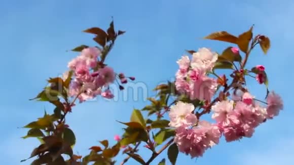 春天背景的枝头开着粉红色的樱花一棵开花的树的枝干在蓝色的风中摇曳视频的预览图