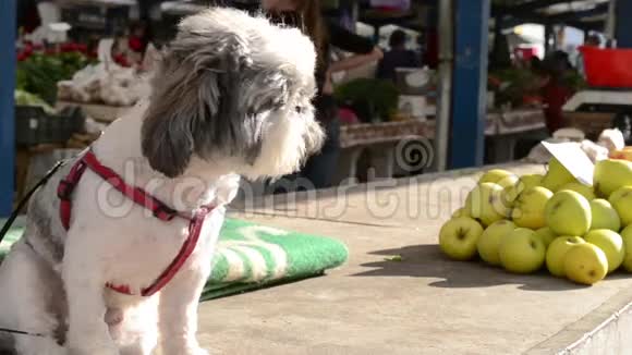 市场上的狗和苹果堆栈视频的预览图