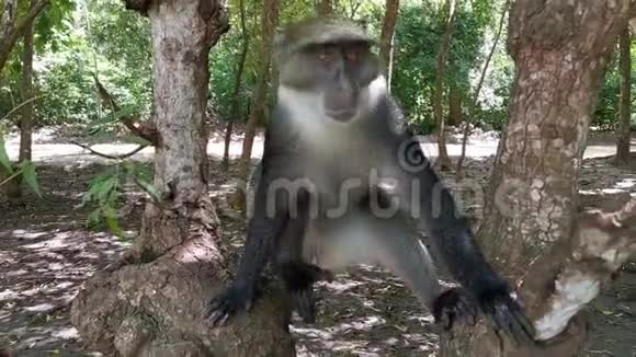东非森林海滨自由猴子视频的预览图