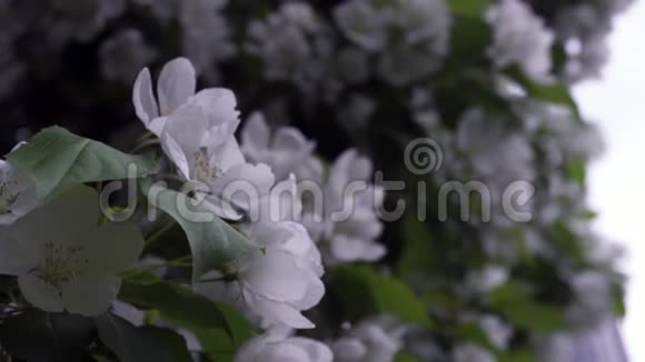 特写盛开的白色樱花库存录像白樱花小芽的自然美视频的预览图