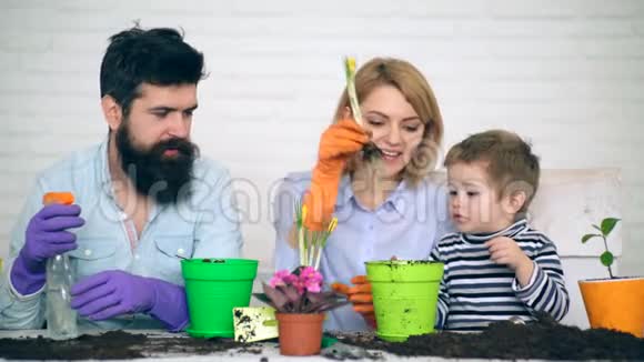父亲和母亲对这个小男孩帮助他们种植夏天的花感到高兴夏季概念视频的预览图