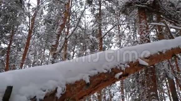 野生原始自然中被雪覆盖的松树落叶柱视频的预览图