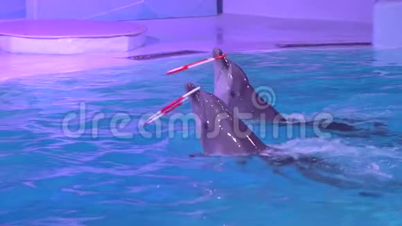 海豚馆海豚表演并在水上公园表演海豚用蓝色的水在鼻子上打圈视频的预览图