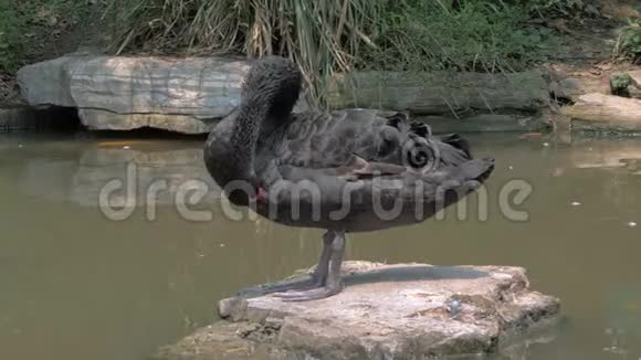 一只黑天鹅在池塘的石头上清理它的羽毛黑天鹅用它的羽毛来保持它们的清洁视频的预览图