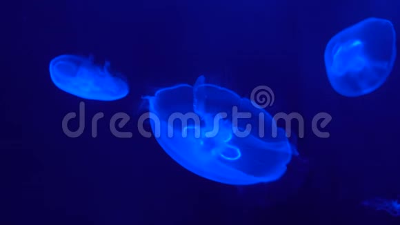 蓝色背景深海中的慢运动荧光水母视频的预览图