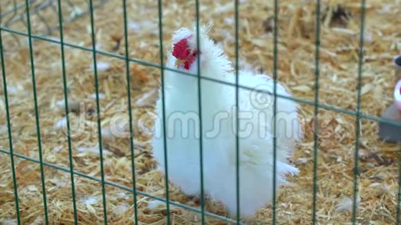 白母鸡公鸡白鸡鸡火鸡场农场养鸡场家禽生产场视频的预览图
