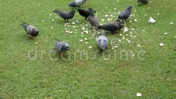 白天在一片绿色的草坪上合上鸽子吃食物视频的预览图