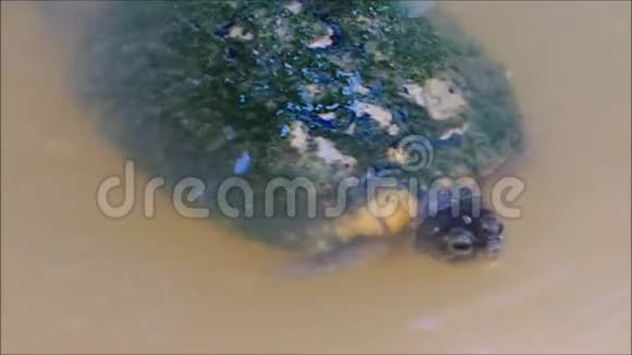 淡水龟在池塘里游泳的足迹视频的预览图