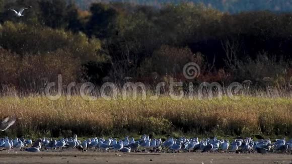 十一月的一个下午一群海鸥从苏格兰一个河口的泥滩上齐声起飞视频的预览图