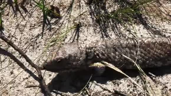西澳大利亚狮身蜥蜴特写视频的预览图
