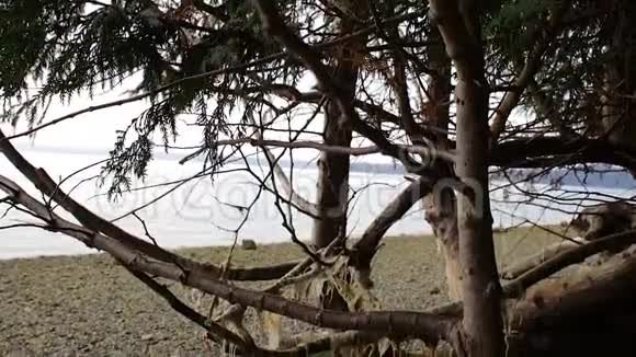 靠近海岸的树视频的预览图