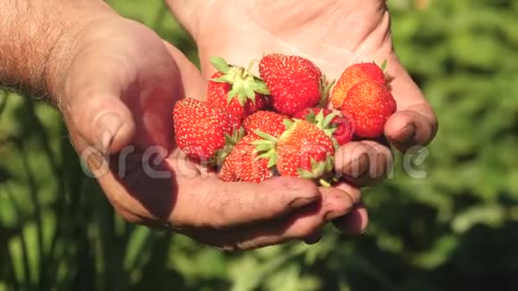 鲜草莓在美女手上背景是草莓叶特写镜头视频的预览图
