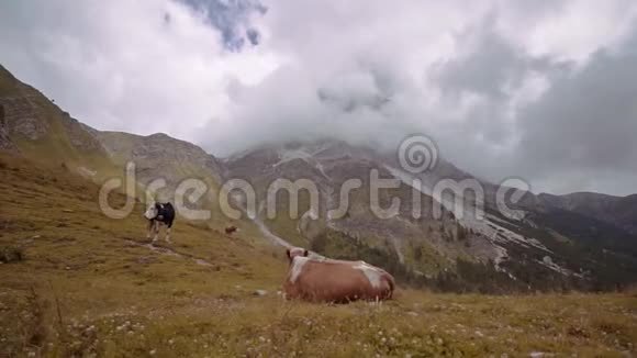 在意大利阿尔卑斯山的黄色草地上的牛视频的预览图