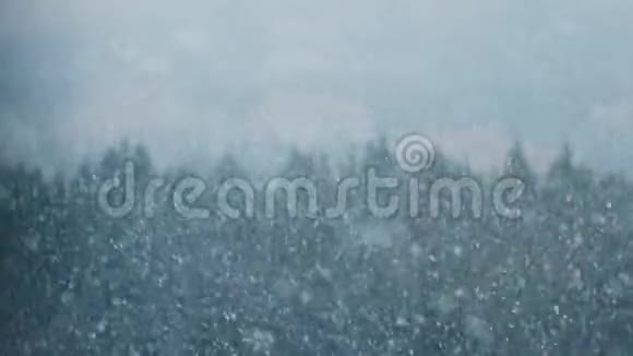 12月的降雪在森林的背景上大片飘落视频的预览图