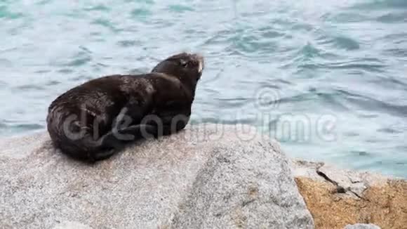 海豹幼崽在岩石上晒太阳视频的预览图