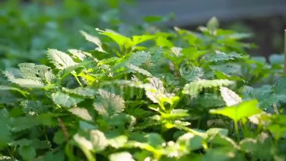 阳光明媚的夏日有机菜园里新鲜的绿薄荷梅丽莎叶的特写镜头收获视频的预览图