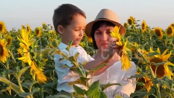 快乐的母亲和孩子在向日葵的田野里一个小男孩看着一朵明亮的黄色向日葵视频的预览图