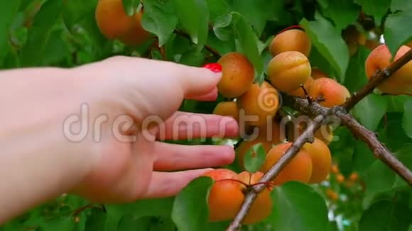 雌手从杏树上摘下一颗成熟的果实一只手和一棵树的特写视频的预览图