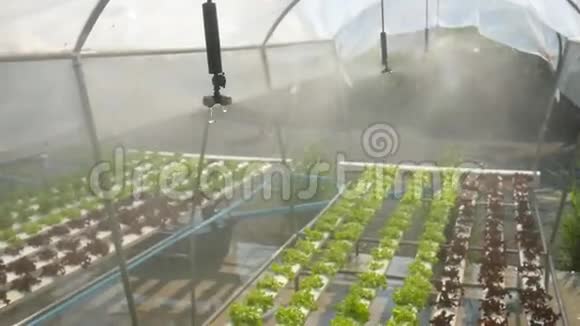 水培蔬菜种植场的水灌雾高清慢速运动泰国视频的预览图