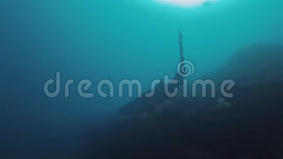 深蓝海沙虎鲨或灰色护士鲨鱼剪影阳光海面视频的预览图
