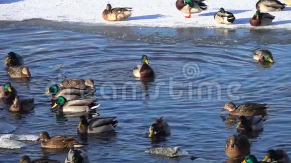 马拉德阿纳斯鸭在城市公园池塘的冰中溅起水花动作缓慢视频的预览图