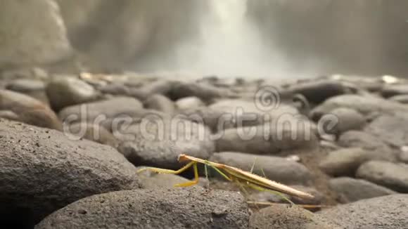 祈祷螳螂在背景上用丛林瀑布行走野生生物4K自然特写镜头印度尼西亚巴厘视频的预览图