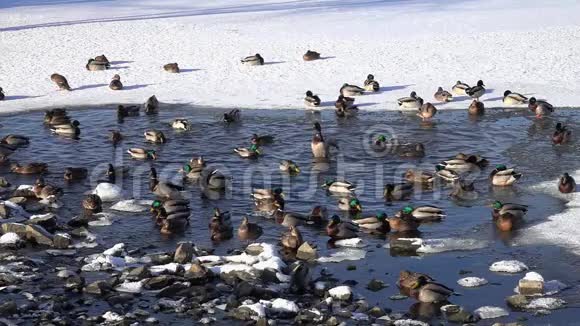 马拉德阿纳斯鸭在城市公园池塘的冰中溅起水花动作缓慢视频的预览图