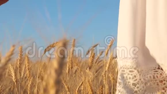 环保小麦收获穿着白衣服的女孩去熟小麦地女孩的手触摸成熟的视频的预览图