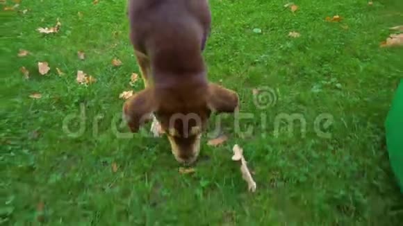 小狗在草地上找东西视频的预览图