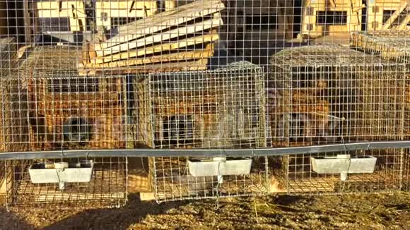 棚长篷欧洲貂穆斯塔拉卢特罗拉透过他的笼子网格欧洲水貂包含在规格中视频的预览图